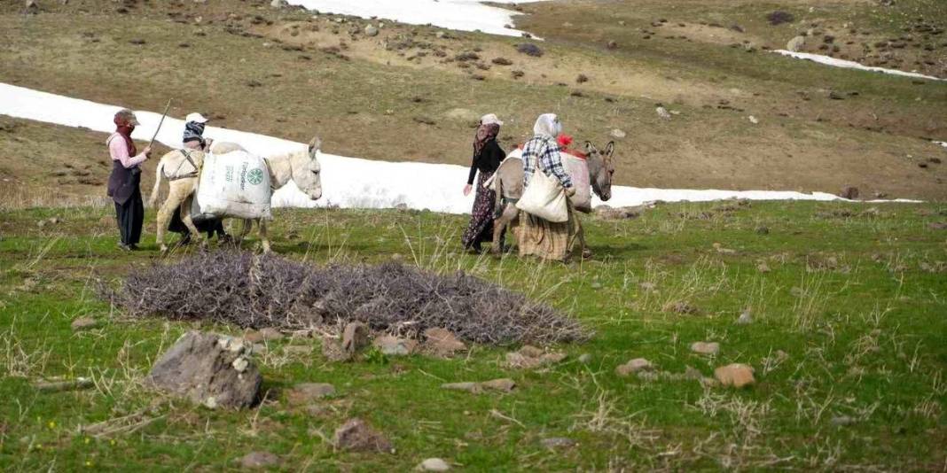 Tüccarlar kilosunu 50 TL’den alıyor: Köylünün geçim kaynağı haline geldi 3